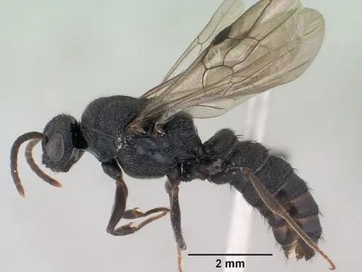 Mystrium rogeri - CASENT0143795