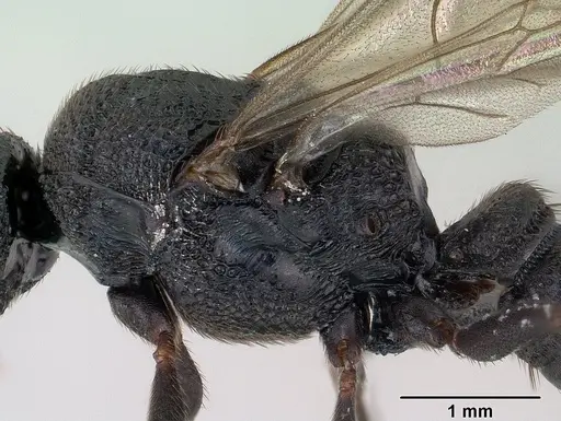 Mystrium rogeri - CASENT0143795