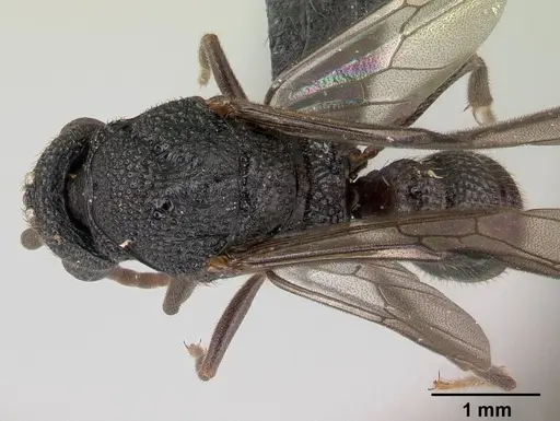 Mystrium rogeri - CASENT0147379