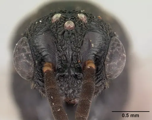 Mystrium rogeri - CASENT0147379