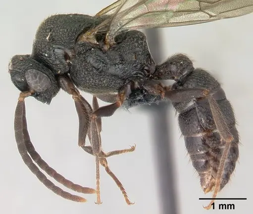 Mystrium rogeri - CASENT0147379