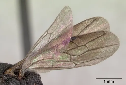 Mystrium rogeri - CASENT0147379