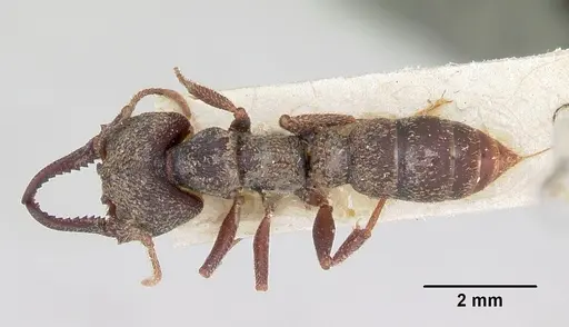 Mystrium rogeri - CASENT0172602