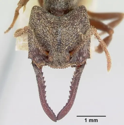 Mystrium rogeri - CASENT0172602