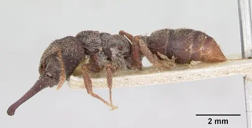 Mystrium rogeri - CASENT0172602