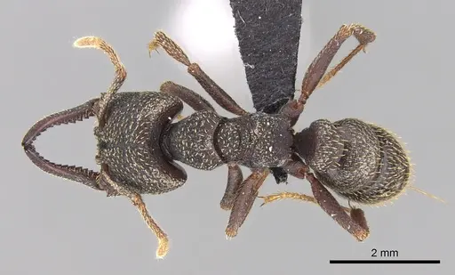 Mystrium rogeri - CASENT0497221