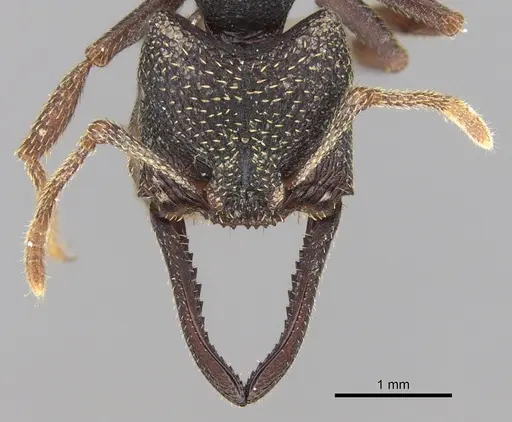 Mystrium rogeri - CASENT0497221