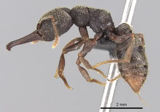 Mystrium rogeri - CASENT0497221