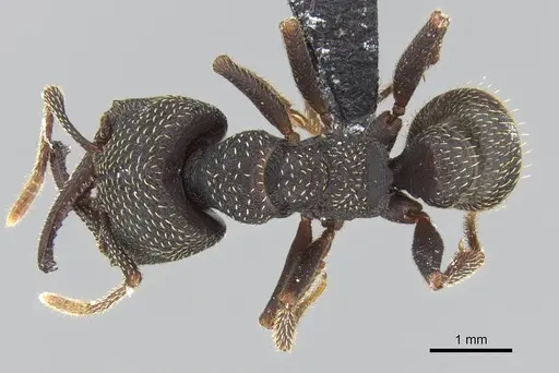 Mystrium rogeri - CASENT0906904