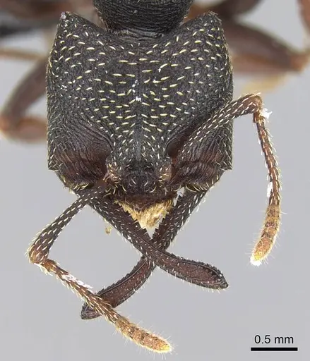 Mystrium rogeri - CASENT0906904