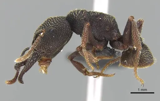 Mystrium rogeri - CASENT0906904