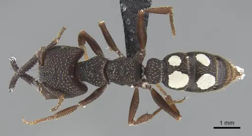 Mystrium rogeri - CASENT0906905