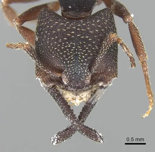 Mystrium rogeri - CASENT0906905