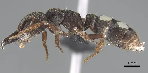 Mystrium rogeri - CASENT0906905