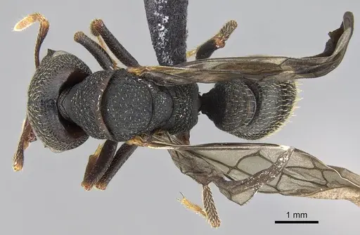 Mystrium rogeri - CASENT0906906