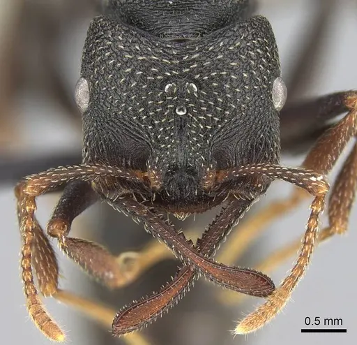 Mystrium rogeri - CASENT0906906