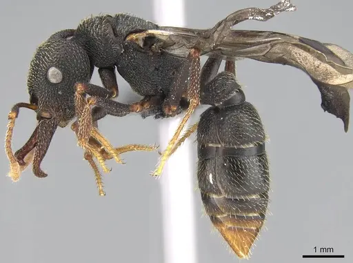 Mystrium rogeri - CASENT0906906