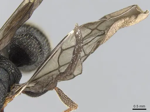 Mystrium rogeri - CASENT0906906