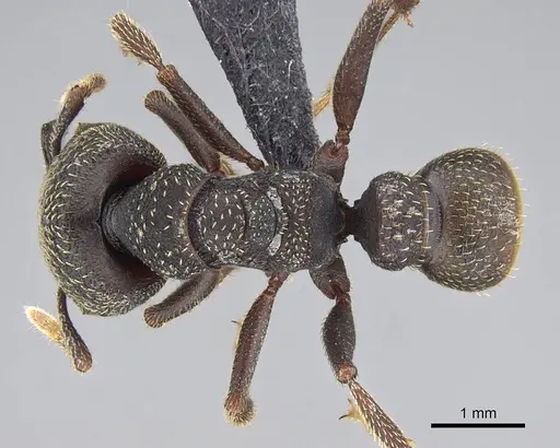 Mystrium rogeri - CASENT0906907