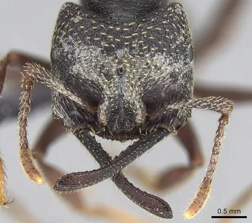 Mystrium rogeri - CASENT0906907