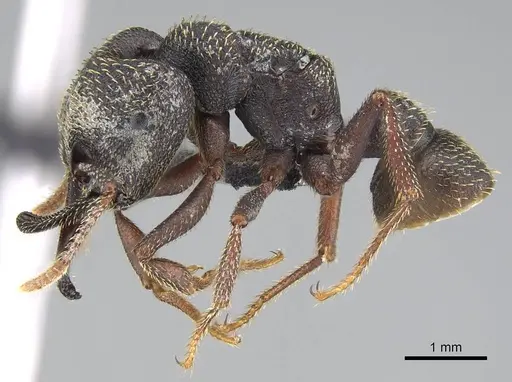 Mystrium rogeri - CASENT0906907