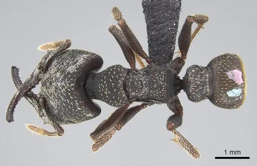 Mystrium rogeri - CASENT0906908