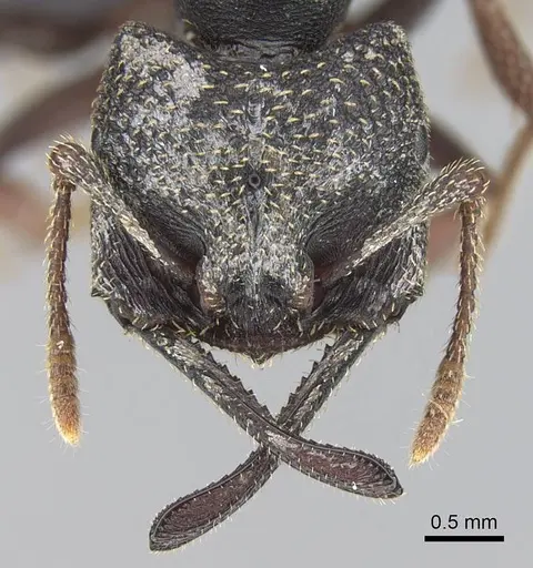 Mystrium rogeri - CASENT0906908