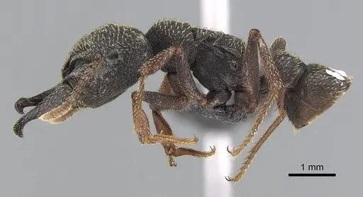 Mystrium rogeri - CASENT0906908