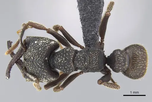 Mystrium rogeri - CASENT0906909