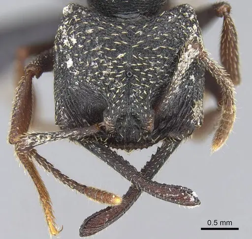 Mystrium rogeri - CASENT0906909