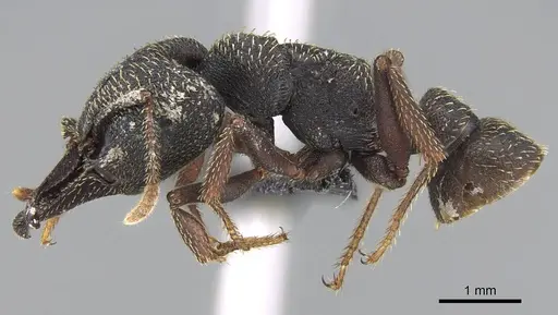 Mystrium rogeri - CASENT0906909