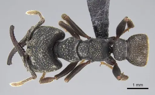 Mystrium rogeri - CASENT0906910