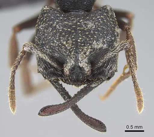 Mystrium rogeri - CASENT0906910