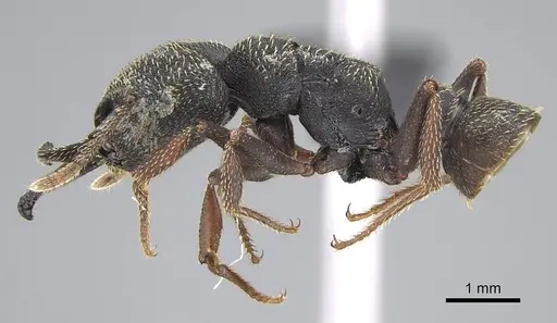 Mystrium rogeri - CASENT0906910