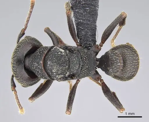 Mystrium rogeri - CASENT0906911