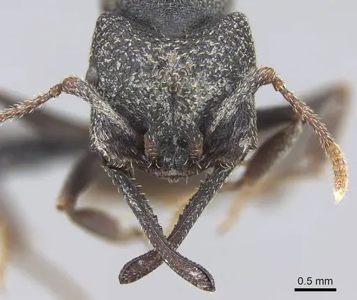 Mystrium rogeri - CASENT0906911