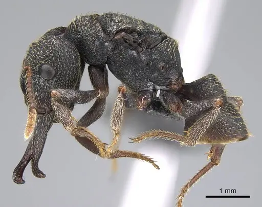 Mystrium rogeri - CASENT0906911