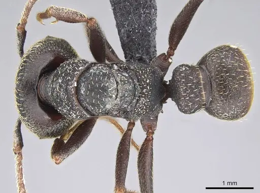 Mystrium rogeri - CASENT0906912