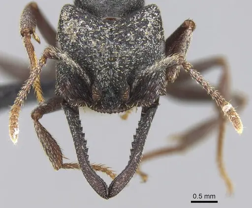 Mystrium rogeri - CASENT0906912