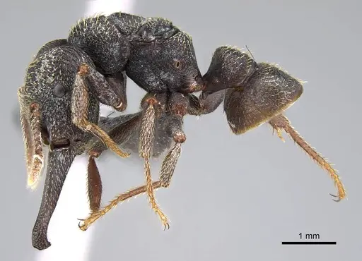 Mystrium rogeri - CASENT0906912