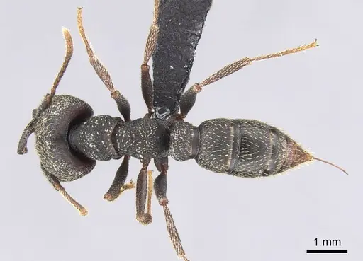 Mystrium rogeri - CASENT0906913