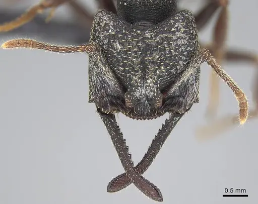 Mystrium rogeri - CASENT0906913