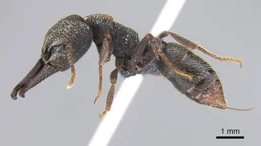 Mystrium rogeri - CASENT0906913