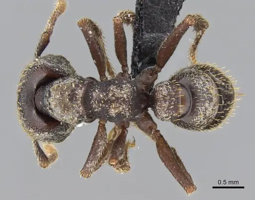 Mystrium rogeri - CASENT0906914