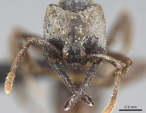 Mystrium rogeri - CASENT0906914