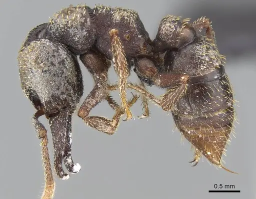 Mystrium rogeri - CASENT0906914