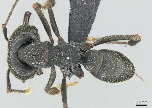 Mystrium shadow specimen
