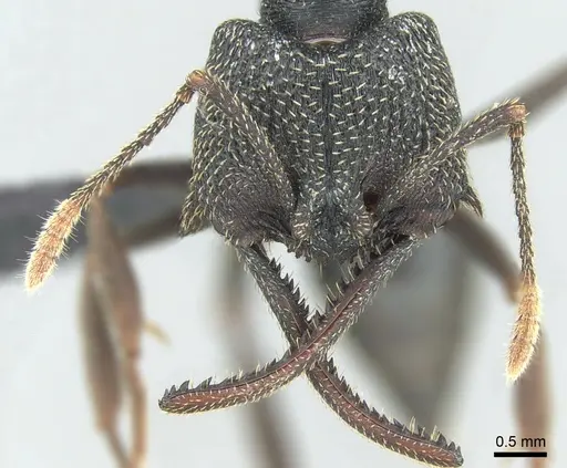 Mystrium shadow specimen