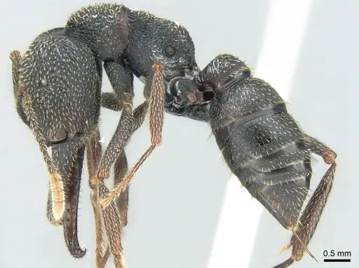 Mystrium shadow specimen