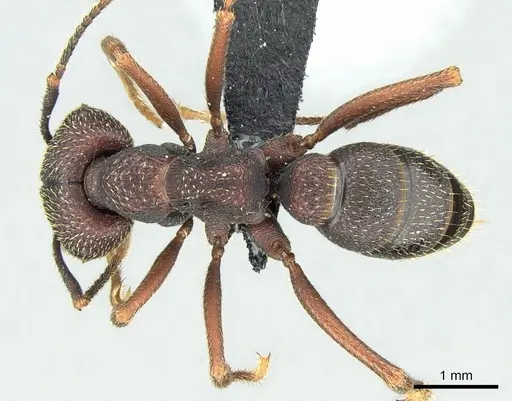 Mystrium shadow - CASENT0077647